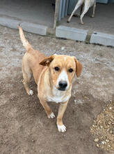 THOR, Hund, Mischlingshund in Portugal - Bild 5