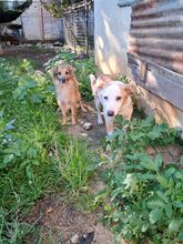 FOTIS, Hund, Mischlingshund in Griechenland - Bild 4