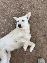 HADES, Hund, Mischlingshund in Portugal - Bild 2