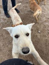 HADES, Hund, Mischlingshund in Portugal - Bild 3