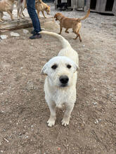 HADES, Hund, Mischlingshund in Portugal - Bild 5