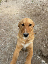 ARES, Hund, Mischlingshund in Portugal - Bild 4