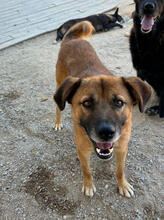 PANCHO, Hund, Mischlingshund in Portugal - Bild 2