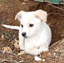 GIGIOLA, Hund, Mischlingshund in Italien - Bild 11