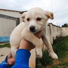 GIGIOLA, Hund, Mischlingshund in Italien - Bild 12