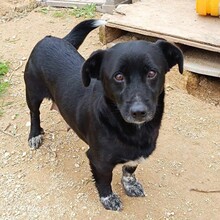 LUCILLA, Hund, Mischlingshund in Italien - Bild 10