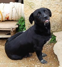 LUCILLA, Hund, Mischlingshund in Italien - Bild 13