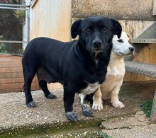 LUCILLA, Hund, Mischlingshund in Italien - Bild 2