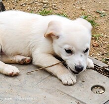 GIANEPA, Hund, Mischlingshund in Bad Vilbel - Bild 4