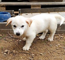 GIANEPA, Hund, Mischlingshund in Bad Vilbel - Bild 8