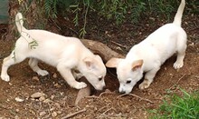 GIANEPA, Hund, Mischlingshund in Bad Vilbel - Bild 9