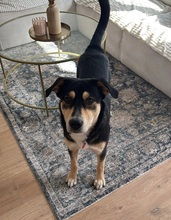 AARNE, Hund, Mischlingshund in Hohen Pritz