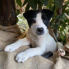 ALLEGRA, Hund, Mischlingshund in Italien - Bild 12