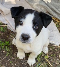 ALLEGRA, Hund, Mischlingshund in Italien - Bild 15