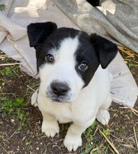 ALLEGRA, Hund, Mischlingshund in Italien - Bild 16