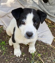 ALLEGRA, Hund, Mischlingshund in Italien - Bild 19