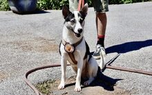 SALALI, Hund, Siberian Husky-Mix in Solingen - Bild 2