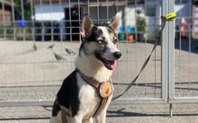 SALALI, Hund, Siberian Husky-Mix in Solingen - Bild 3