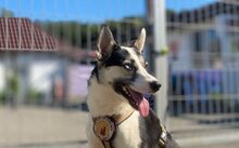 SALALI, Hund, Siberian Husky-Mix in Solingen - Bild 4