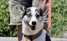 SALALI, Hund, Siberian Husky-Mix in Solingen - Bild 5