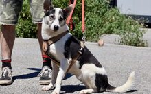 SALALI, Hund, Siberian Husky-Mix in Solingen - Bild 6