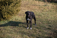 AYESHA, Hund, Mischlingshund in Kroatien - Bild 2