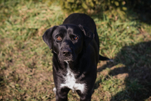 AYESHA, Hund, Mischlingshund in Kroatien - Bild 6