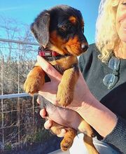 DIA, Hund, Dackel-Terrier-Mix in Ungarn - Bild 1