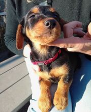 DIA, Hund, Dackel-Terrier-Mix in Ungarn - Bild 10