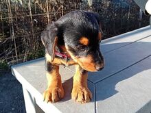 DIA, Hund, Dackel-Terrier-Mix in Ungarn - Bild 2