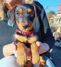 DIA, Hund, Dackel-Terrier-Mix in Ungarn - Bild 3