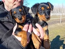 DIA, Hund, Dackel-Terrier-Mix in Ungarn - Bild 4