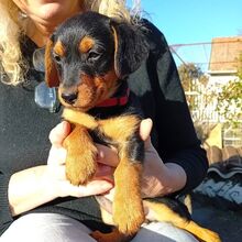 DIA, Hund, Dackel-Terrier-Mix in Ungarn - Bild 8