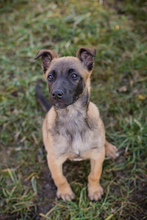 KLARA, Hund, Malinois-Mix in Kroatien - Bild 1