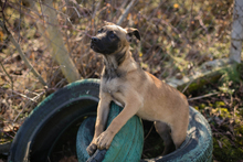 KLARA, Hund, Malinois-Mix in Kroatien - Bild 2