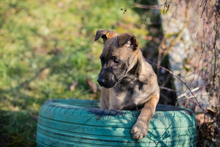 KLARA, Hund, Malinois-Mix in Kroatien - Bild 3