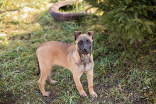 KLARA, Hund, Malinois-Mix in Kroatien - Bild 4