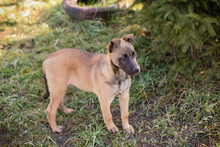 KLARA, Hund, Malinois-Mix in Kroatien - Bild 5