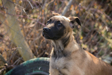 KLARA, Hund, Malinois-Mix in Kroatien - Bild 6