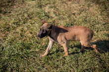 KLARA, Hund, Malinois-Mix in Kroatien - Bild 7