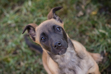 KLARA, Hund, Malinois-Mix in Kroatien - Bild 8