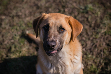 CHIPNR75496, Hund, Mischlingshund in Kroatien - Bild 1