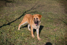 CHIPNR75496, Hund, Mischlingshund in Kroatien - Bild 2