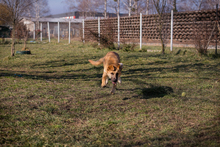 CHIPNR75496, Hund, Mischlingshund in Kroatien - Bild 3