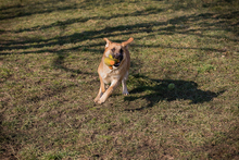 CHIPNR75496, Hund, Mischlingshund in Kroatien - Bild 4