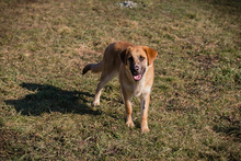 CHIPNR75496, Hund, Mischlingshund in Kroatien - Bild 6