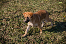 CHIPNR75496, Hund, Mischlingshund in Kroatien - Bild 7