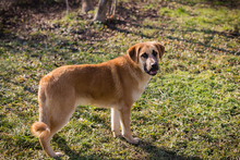 CHIPNR75496, Hund, Mischlingshund in Kroatien - Bild 8