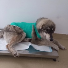 MILO, Hund, Mischlingshund in Rumänien - Bild 10