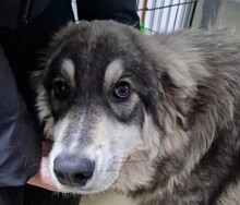 MILO, Hund, Mischlingshund in Rumänien - Bild 11
